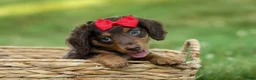 Miniature Dachshund dogs for sale: MURPHY - Ad 3