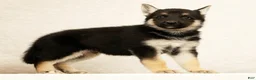 Gerberian Shepsky dogs for sale: Tom - Ad 5
