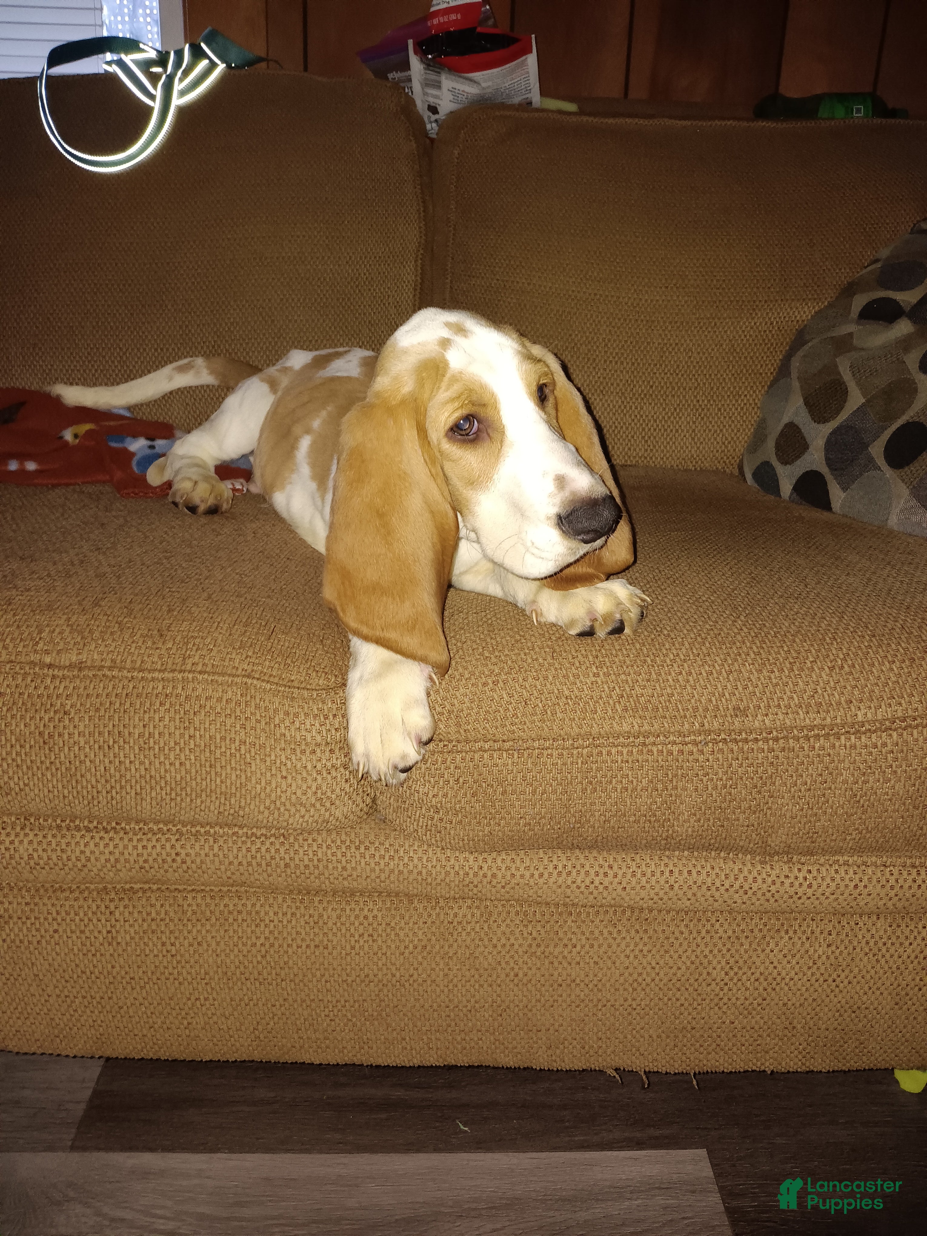 Basset Hound dogs Drago - Ad 18