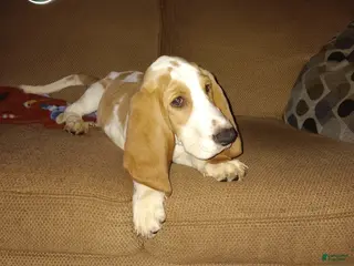 Basset Hound dogs Drago - Ad 9