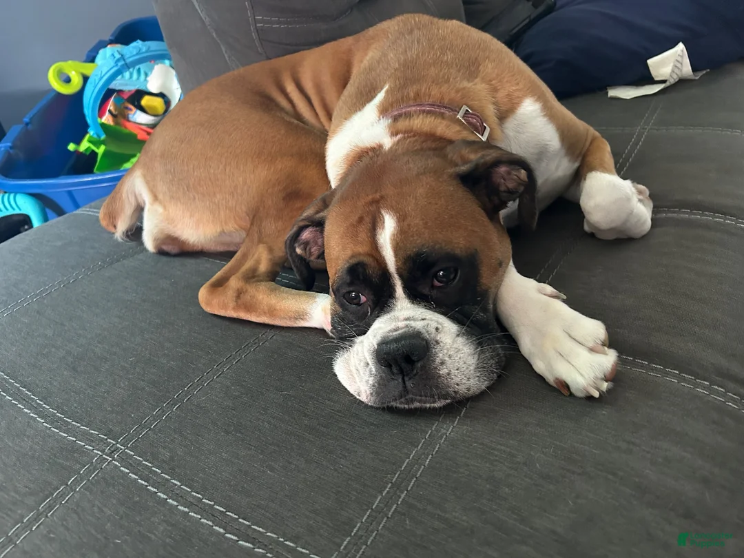 Boxer dogs for sale: Bear  - Ad 5
