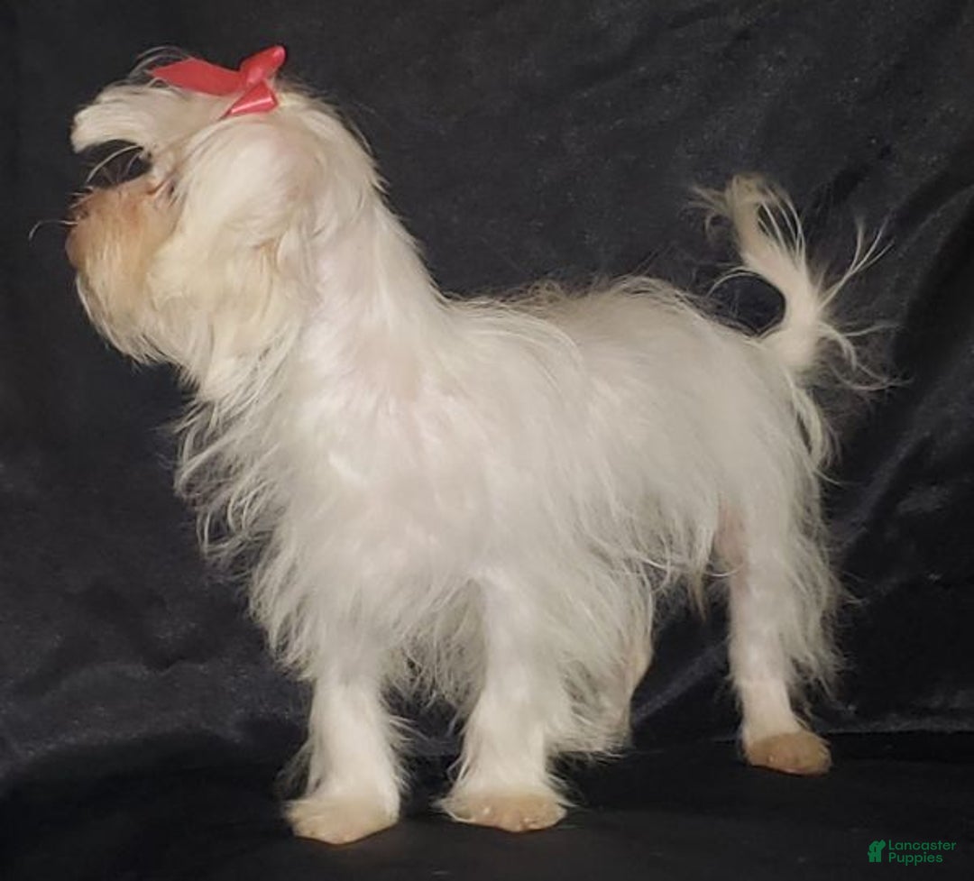 Maltese dogs for sale: Maltese Puppy 2 - Ad 6