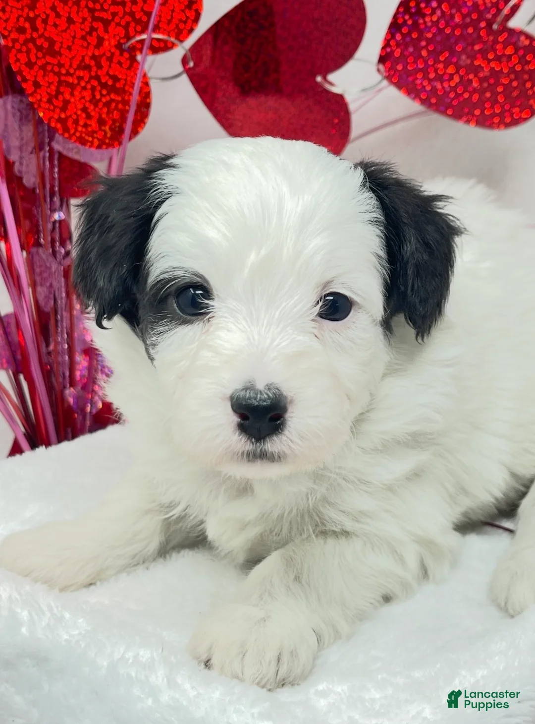 Mixed Breed dogs for sale: Mixed Breed Puppy 2 - Ad 2