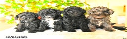 Toy Poodle dogs for sale: Simbo - Ad 3