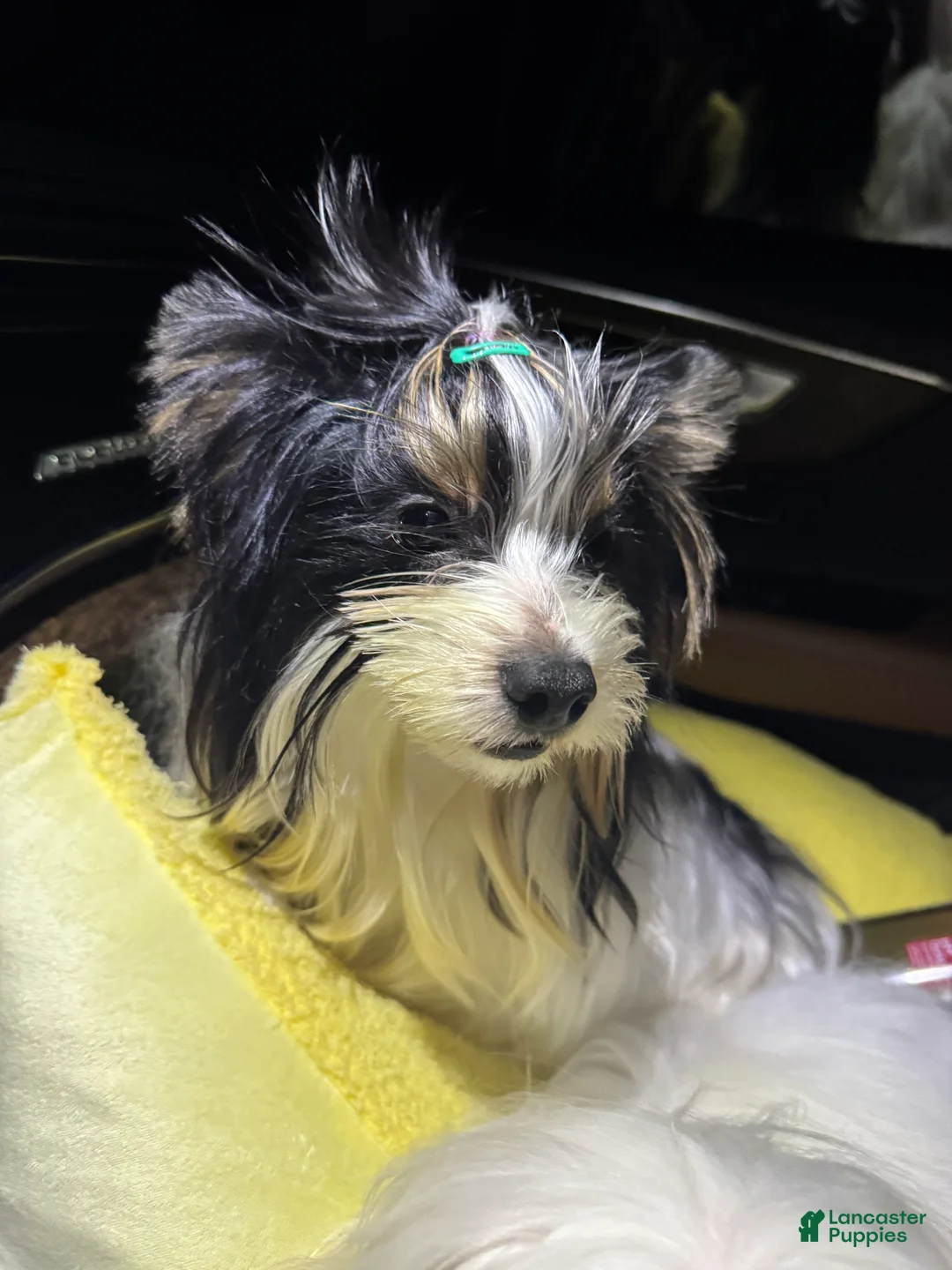 Yorkshire Terrier dogs for sale: Green - Ad 8