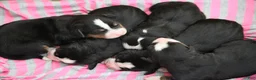 Bernese Mountain Dog dogs for sale: Duke - Ad 2