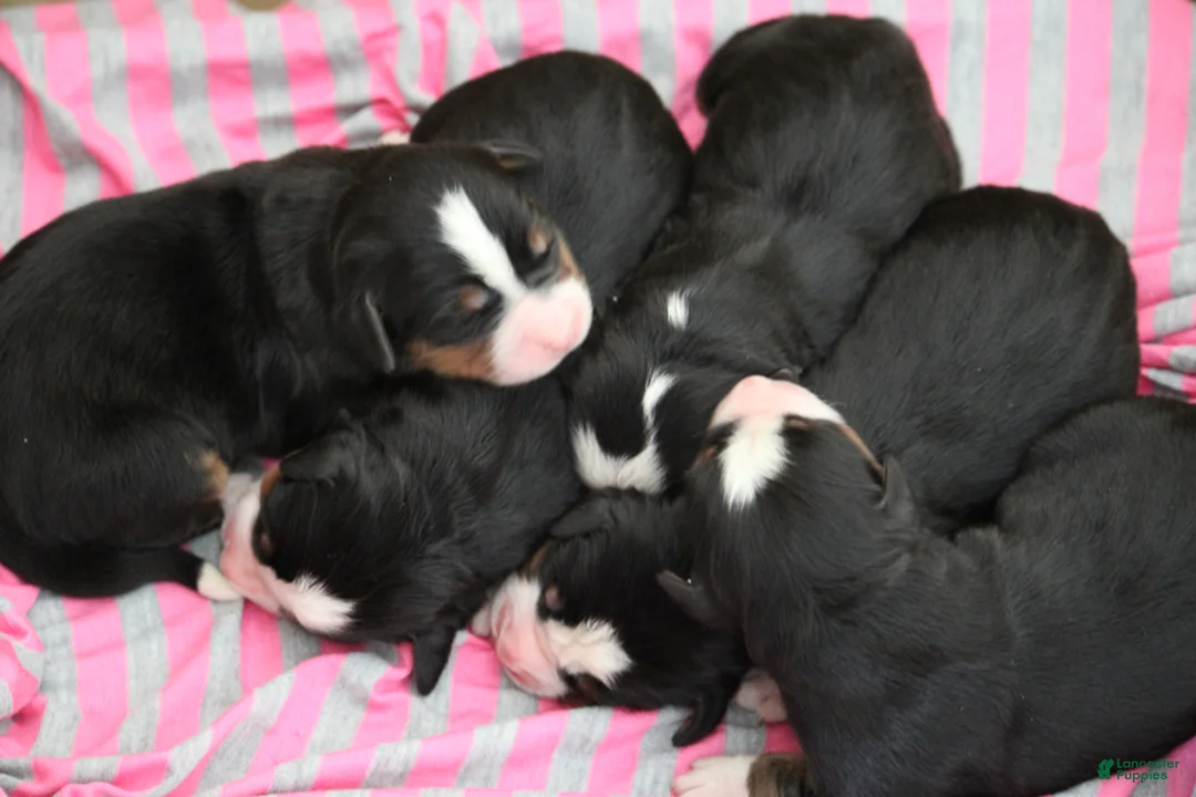 Bernese Mountain Dog dogs for sale: Duke - Ad 2