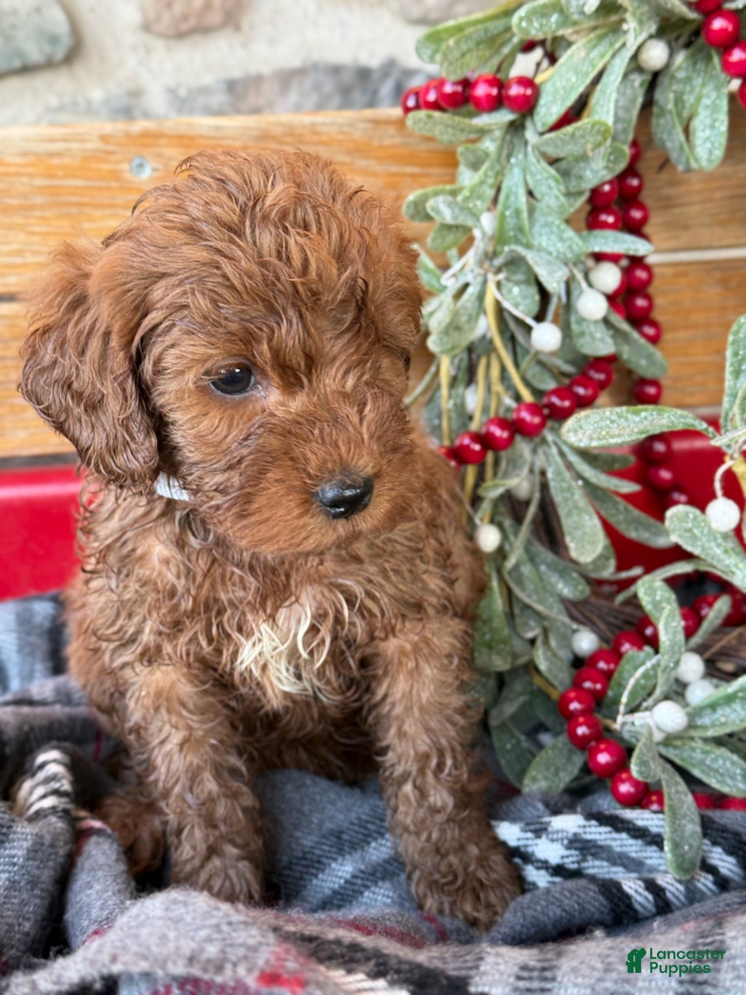 Mini Goldendoodle dogs for sale: Ilsa - Ad 8