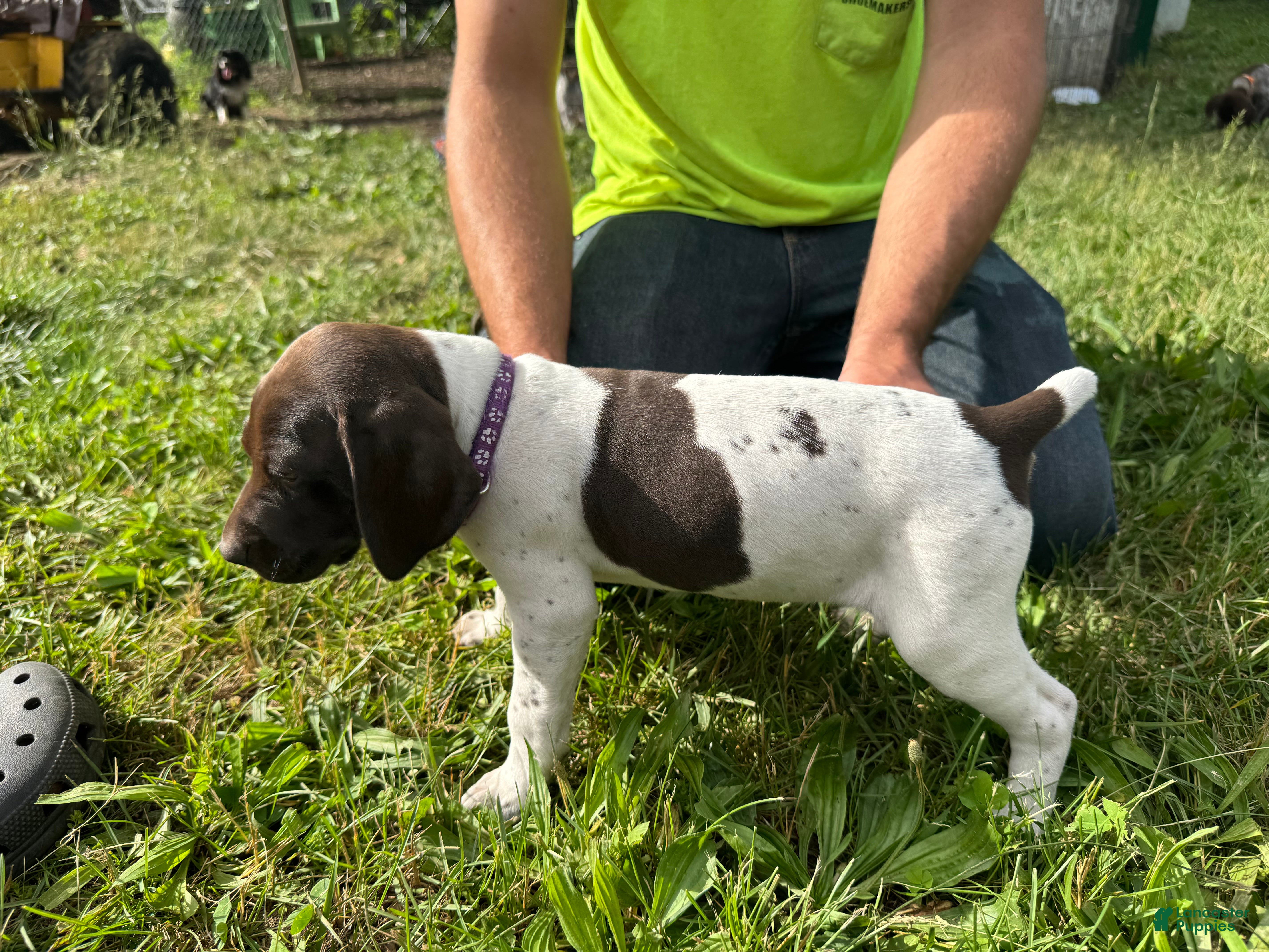 German Shorthaired Pointer dogs for sale: Purple Girl - Ad 3
