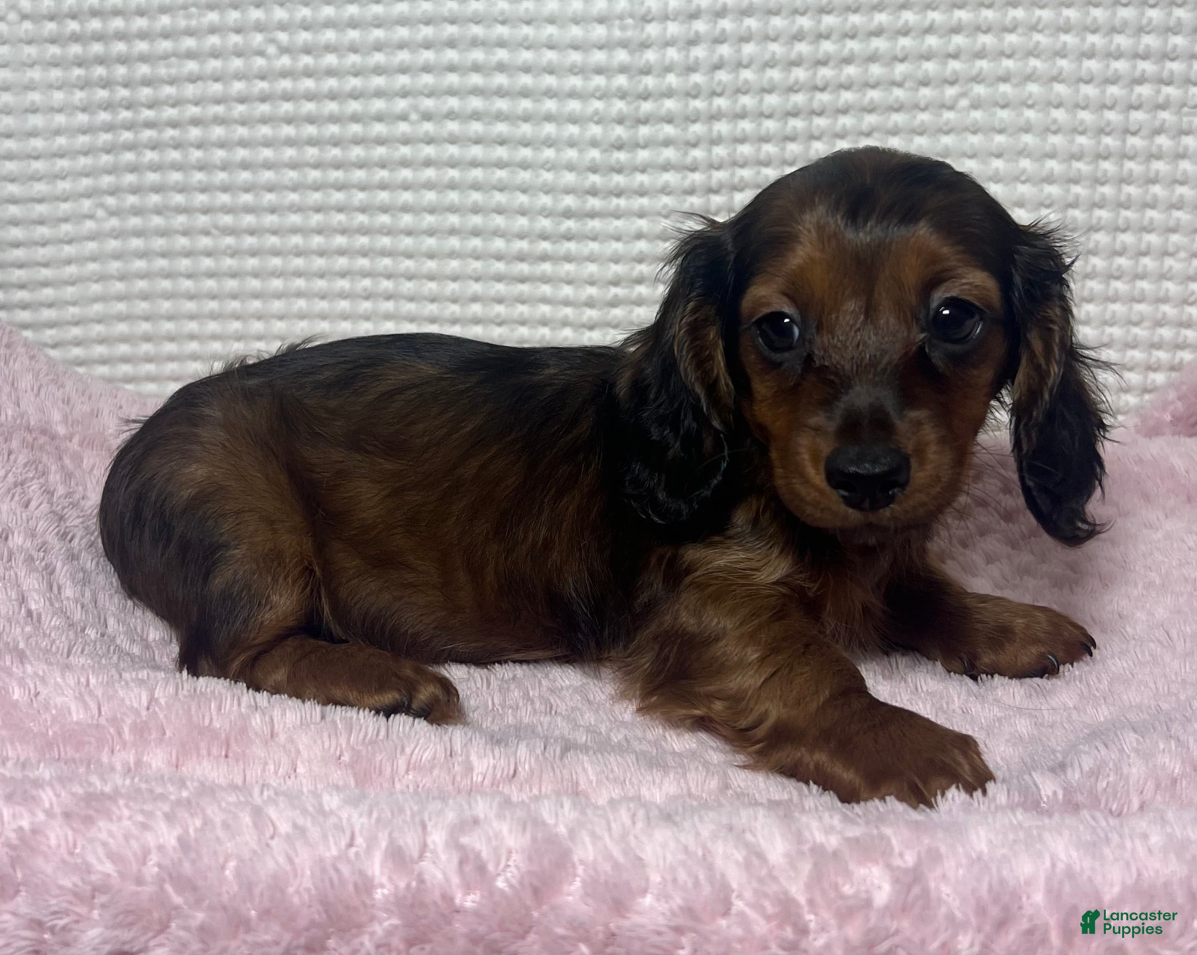 Miniature Dachshund dogs Tessa  - Ad 2