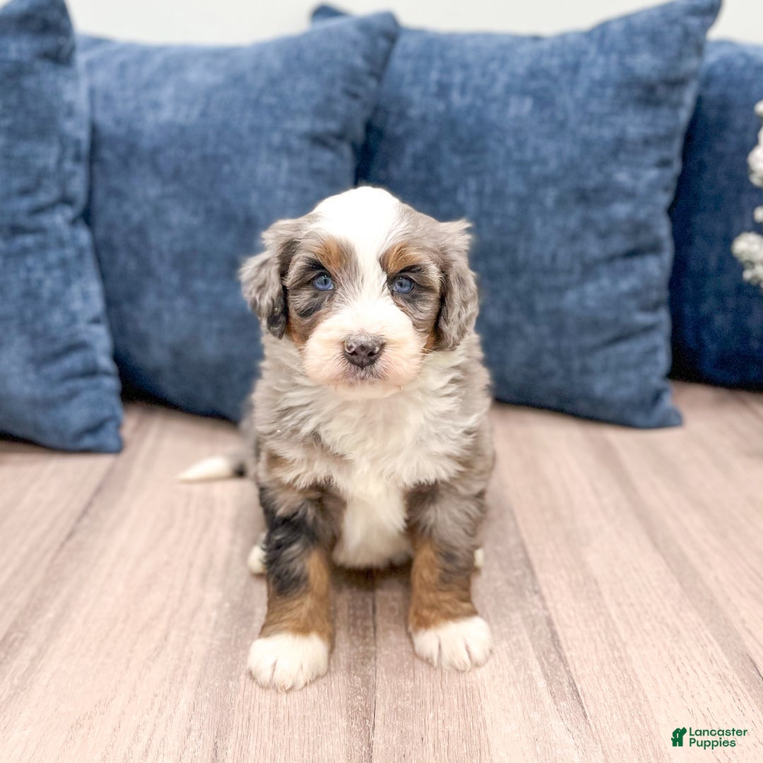 Mini Bernedoodle dogs for sale: Wally - Ad 6