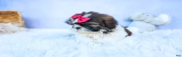 Shih Tzu dogs for sale: RACHEL - Ad 3