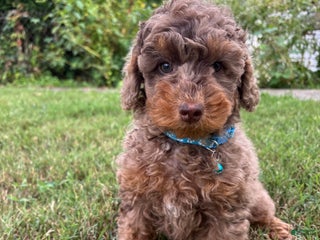 Mini Goldendoodle dogs - Ad 15