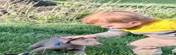 Labrador Retriever dogs for sale: Ruger - Ad 5