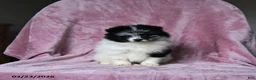 Pomeranian dogs for sale: Olimpia - Ad 3