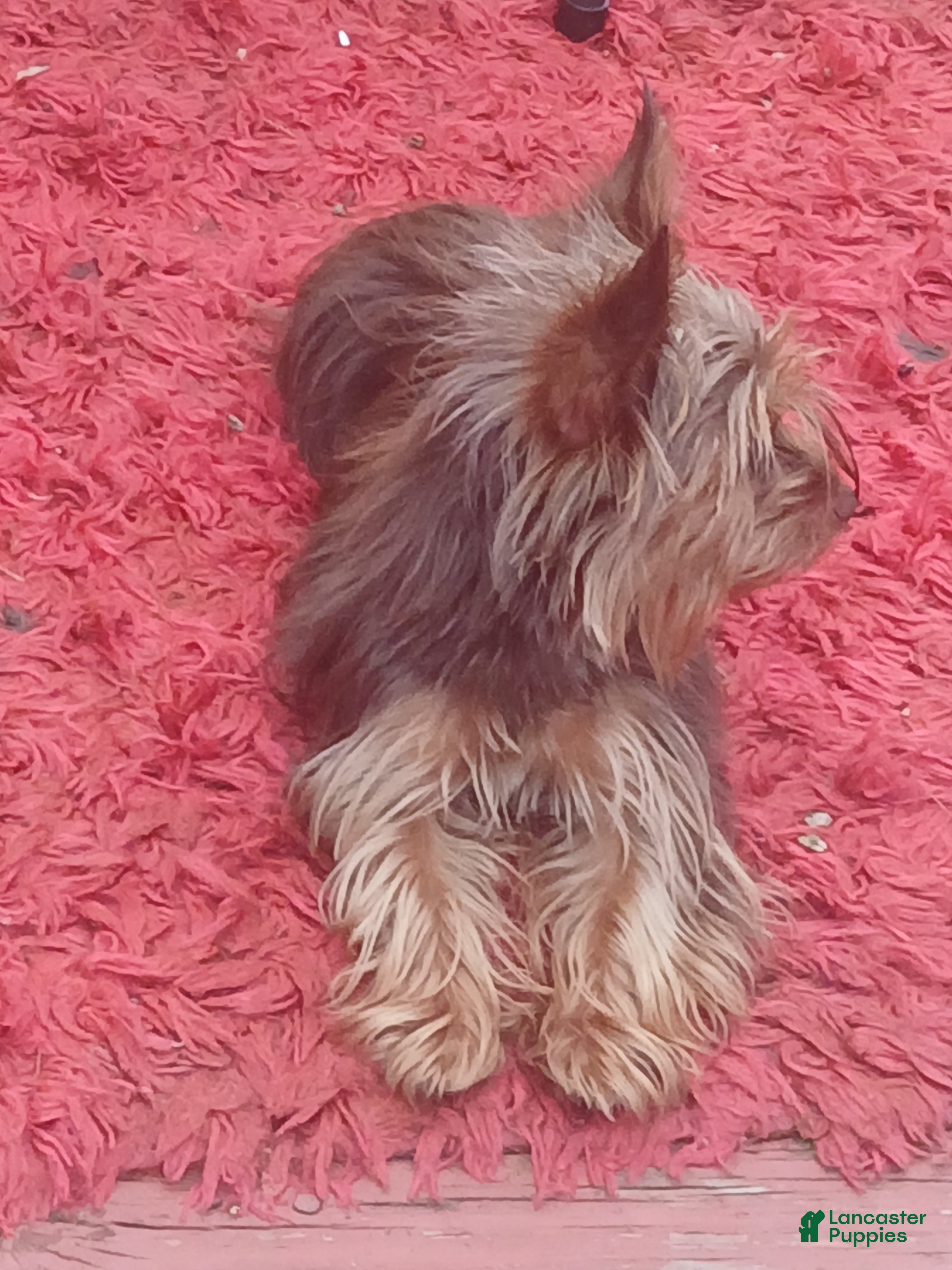 Yorkshire Terrier dogs Yorkshire Terrier 1 - Ad 28