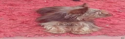 Yorkshire Terrier dogs for sale: Yorkshire Terrier 1 - Ad 1