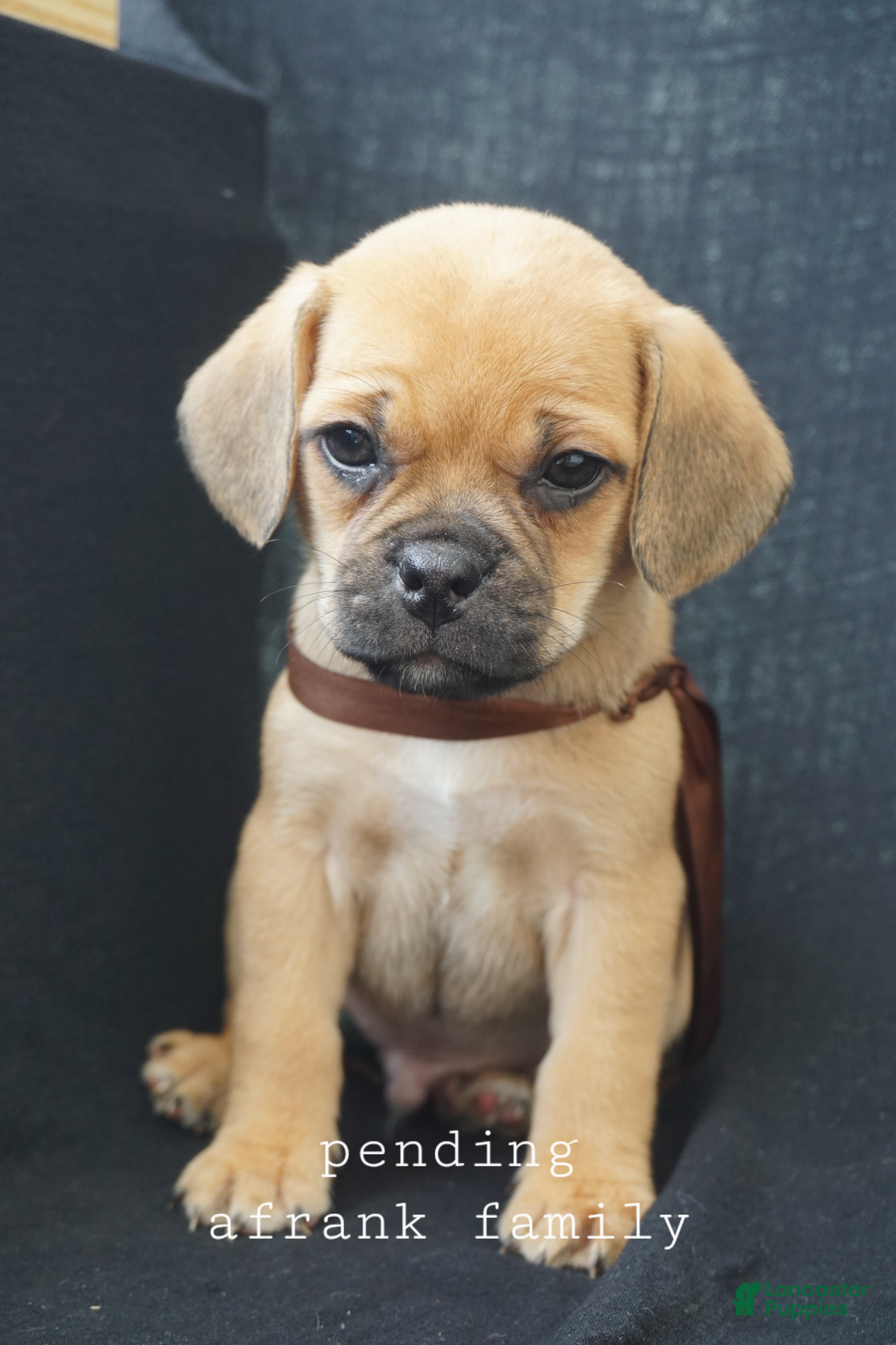Puggle dogs Twix - Ad 2