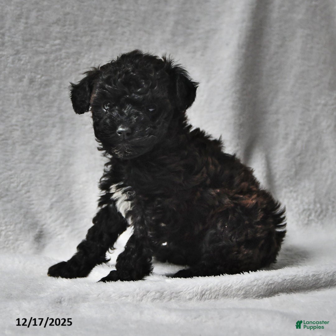 Mixed Breed dogs for sale: Melissa Ann  - Ad 2