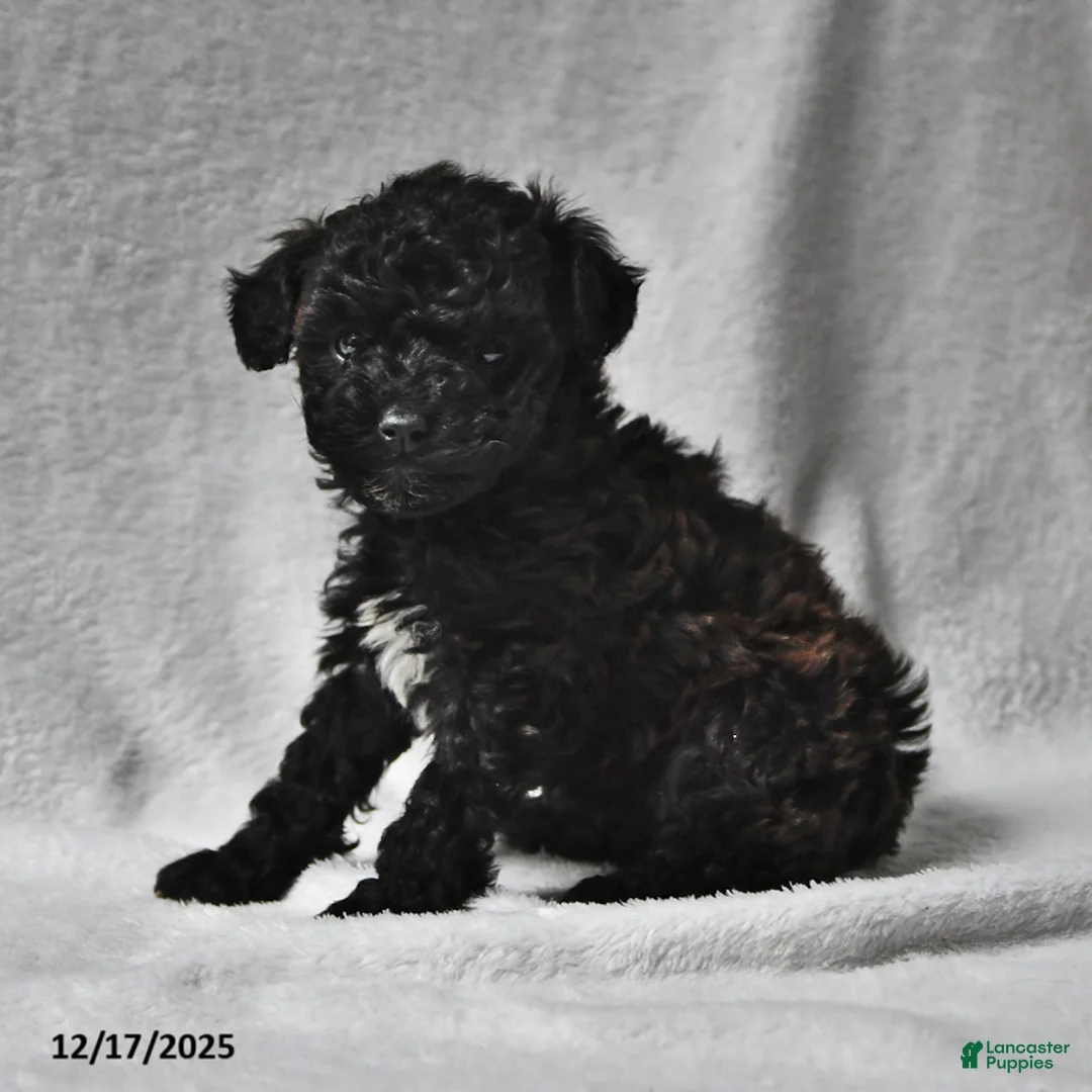 Miniature Poodle dogs for sale: Melissa Ann  - Ad 2