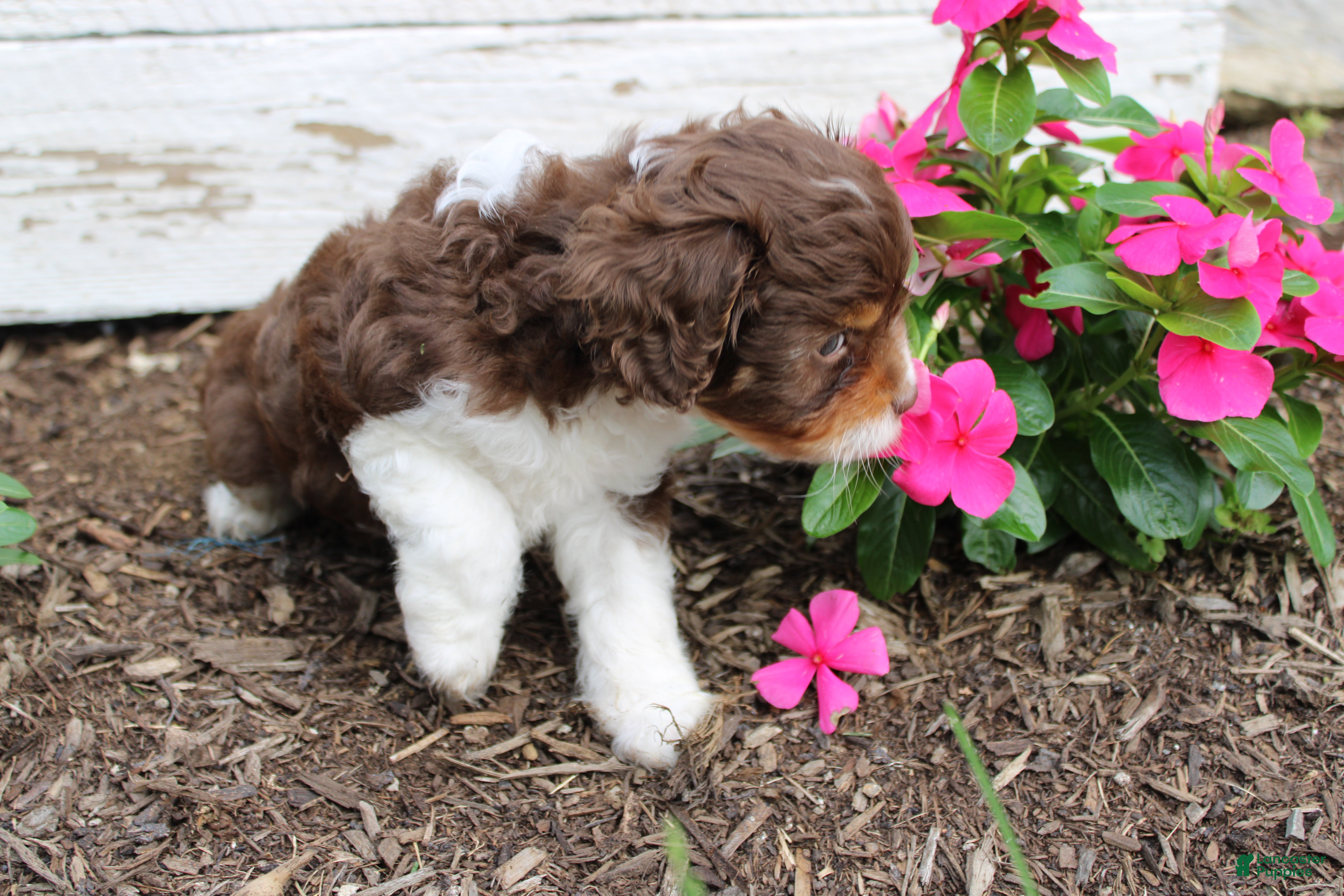 Cavapoo dogs Fern - Ad 2
