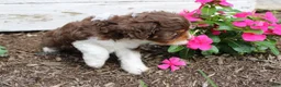 Cavapoo dogs for sale: Fern - Ad 2