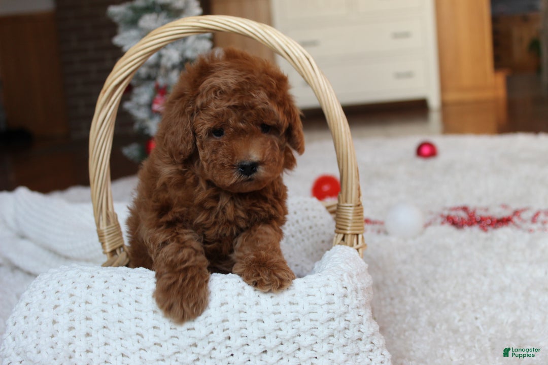 Toy Poodle dogs for sale: Connor - Ad 7