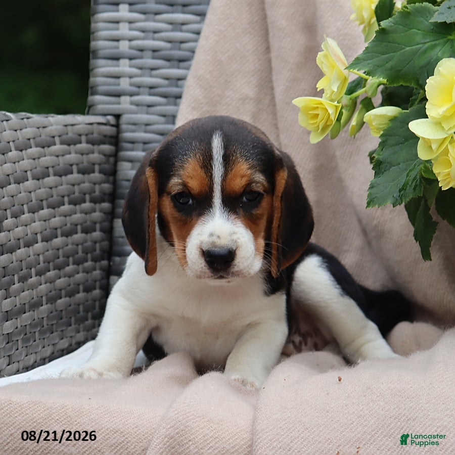 Beagle dogs Remi - Ad 2
