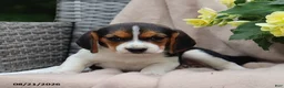 Beagle dogs for sale: Remi - Ad 2