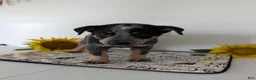 Australian Cattle Dog dogs for sale: Buck  - Ad 7