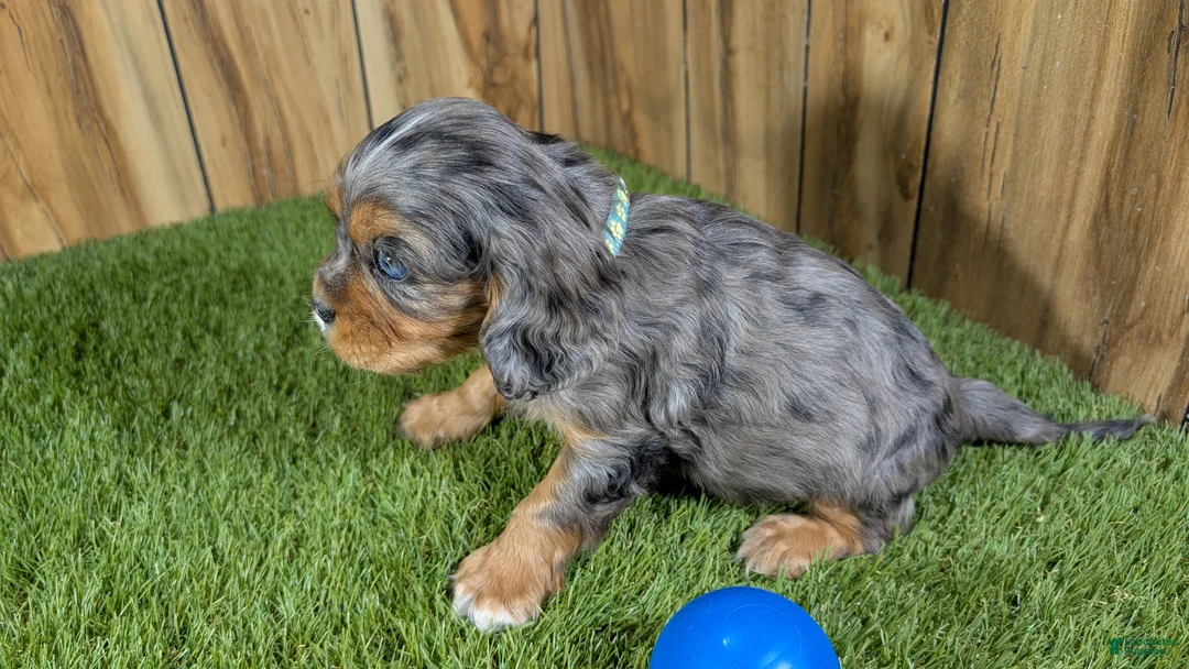 Cavalier King Charles Spaniel dogs for sale: Bertha Boy 2 - Ad 4