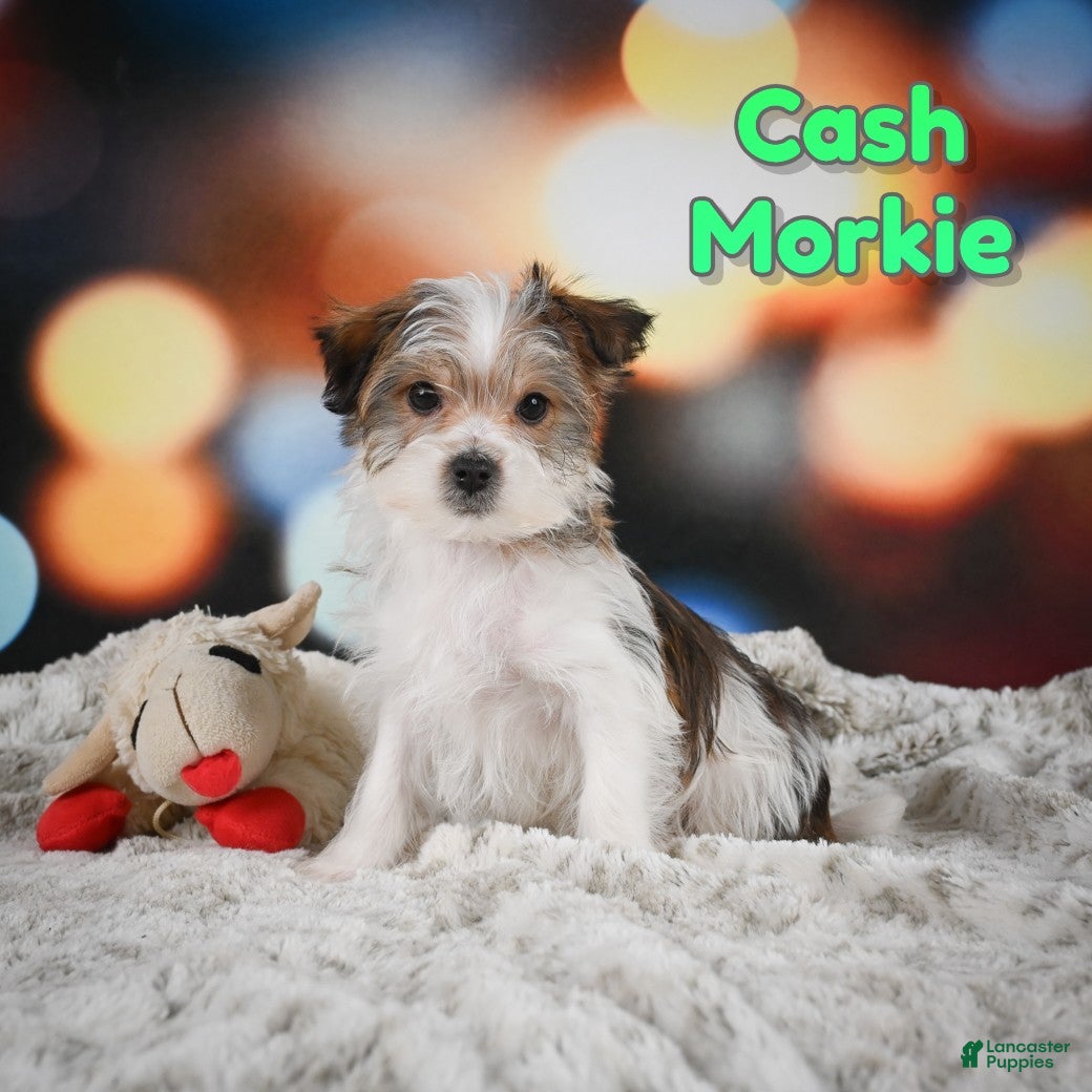 Morkie dogs Cash - Ad 1