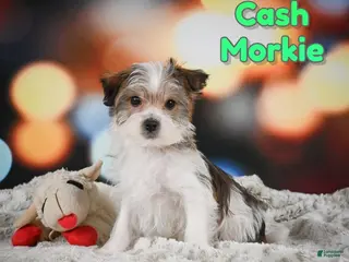 Morkie dogs for sale: Cash - Ad 4