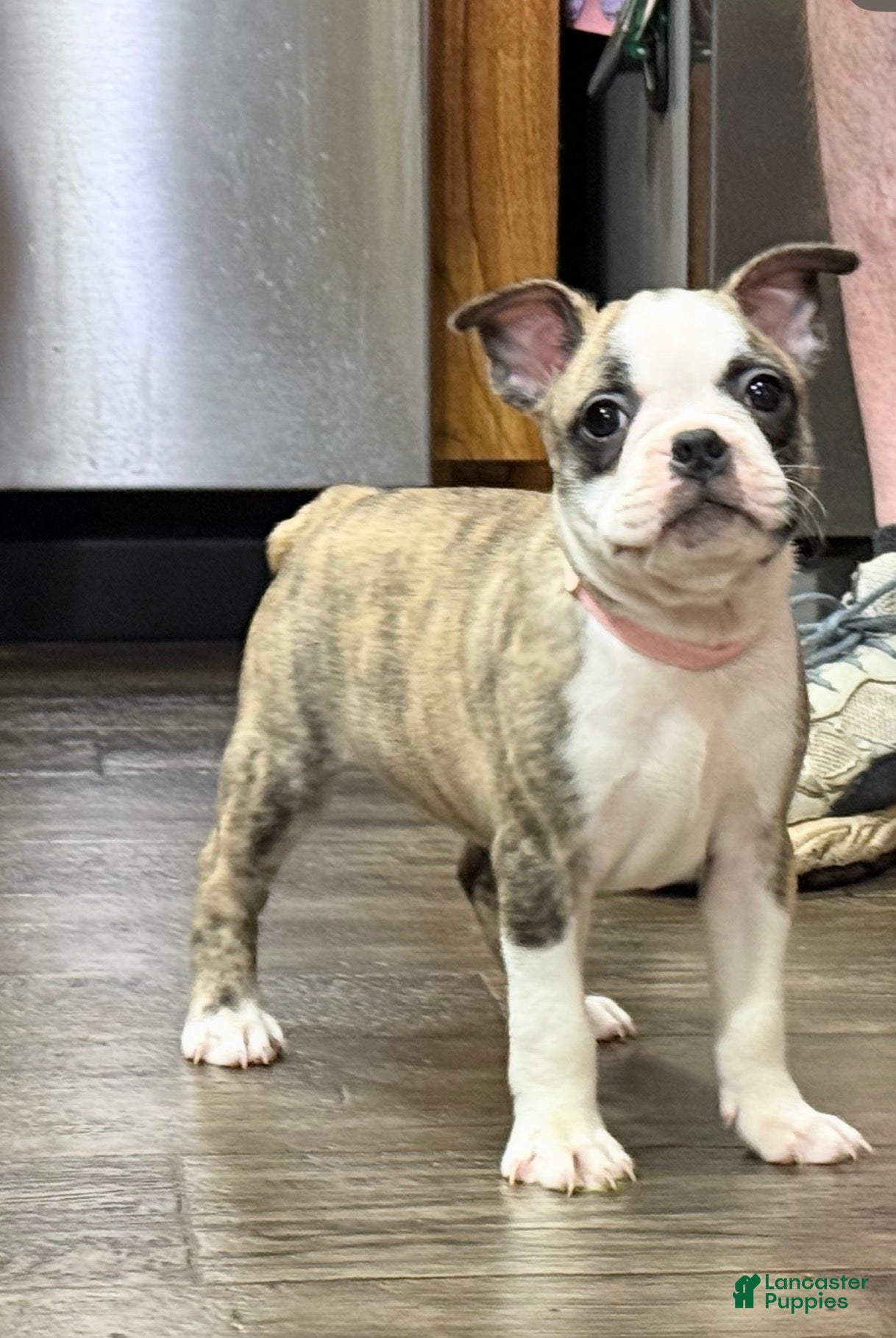 Boston Terrier dogs Boston Terrier 6 - Ad 3
