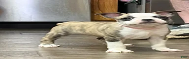 Boston Terrier 6