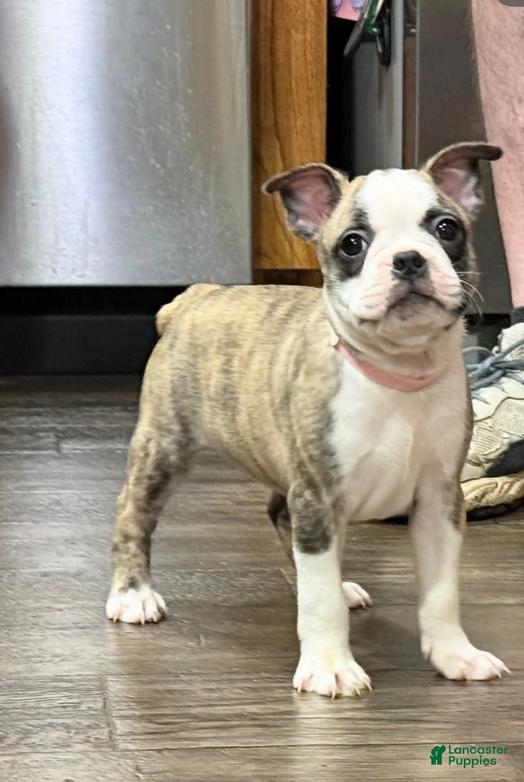 Boston Terrier dogs for sale: Boston Terrier 6 - Ad 1