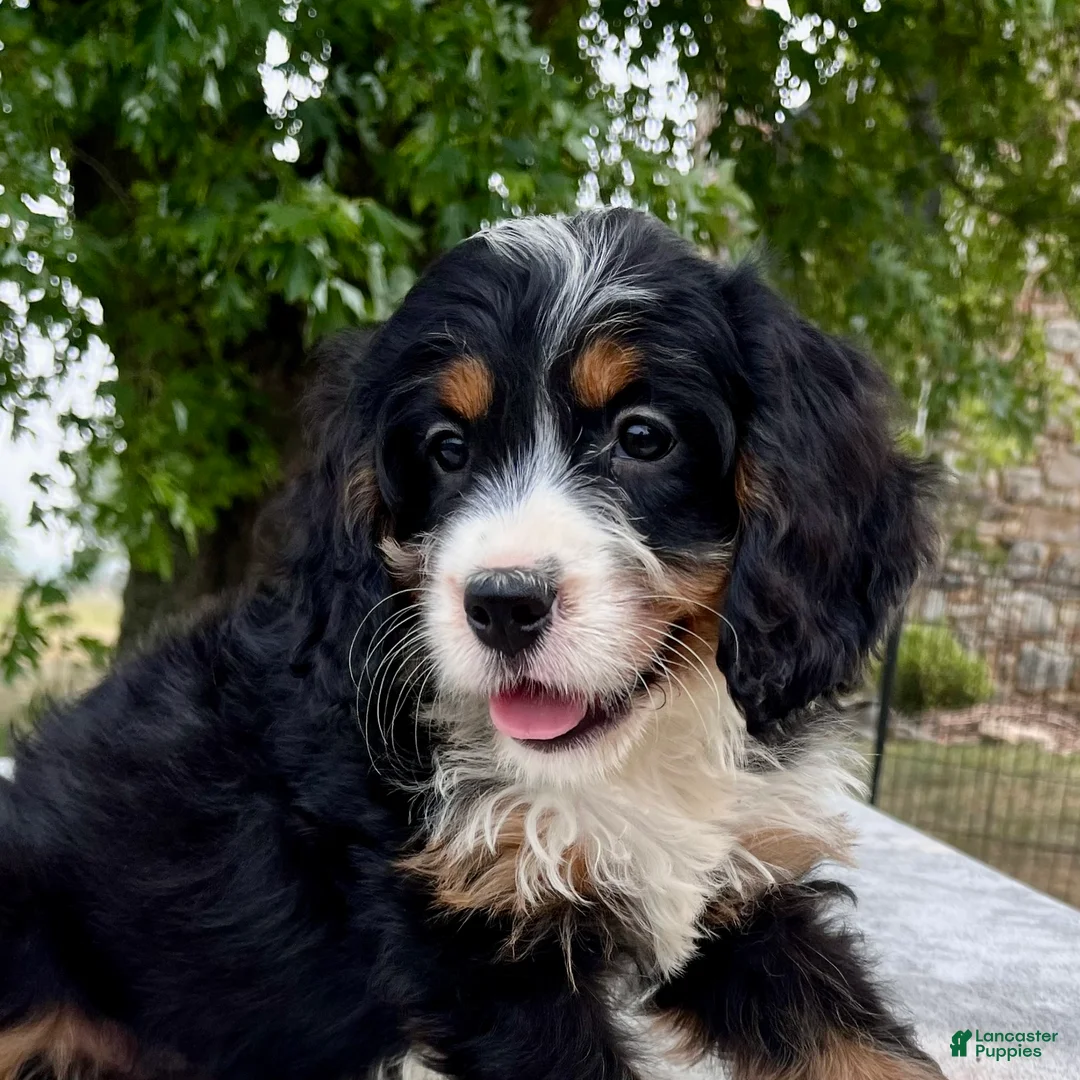 Bernedoodle dogs for sale: Annabell - Ad 1