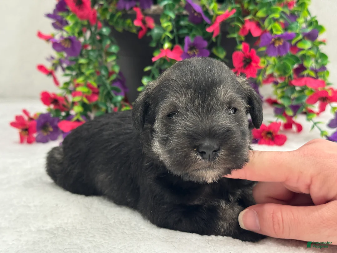 Miniature Schnauzer dogs for sale: Josie Female 5 - Ad 2