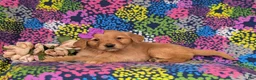 Golden Retriever dogs for sale: Jeanette - Ad 4