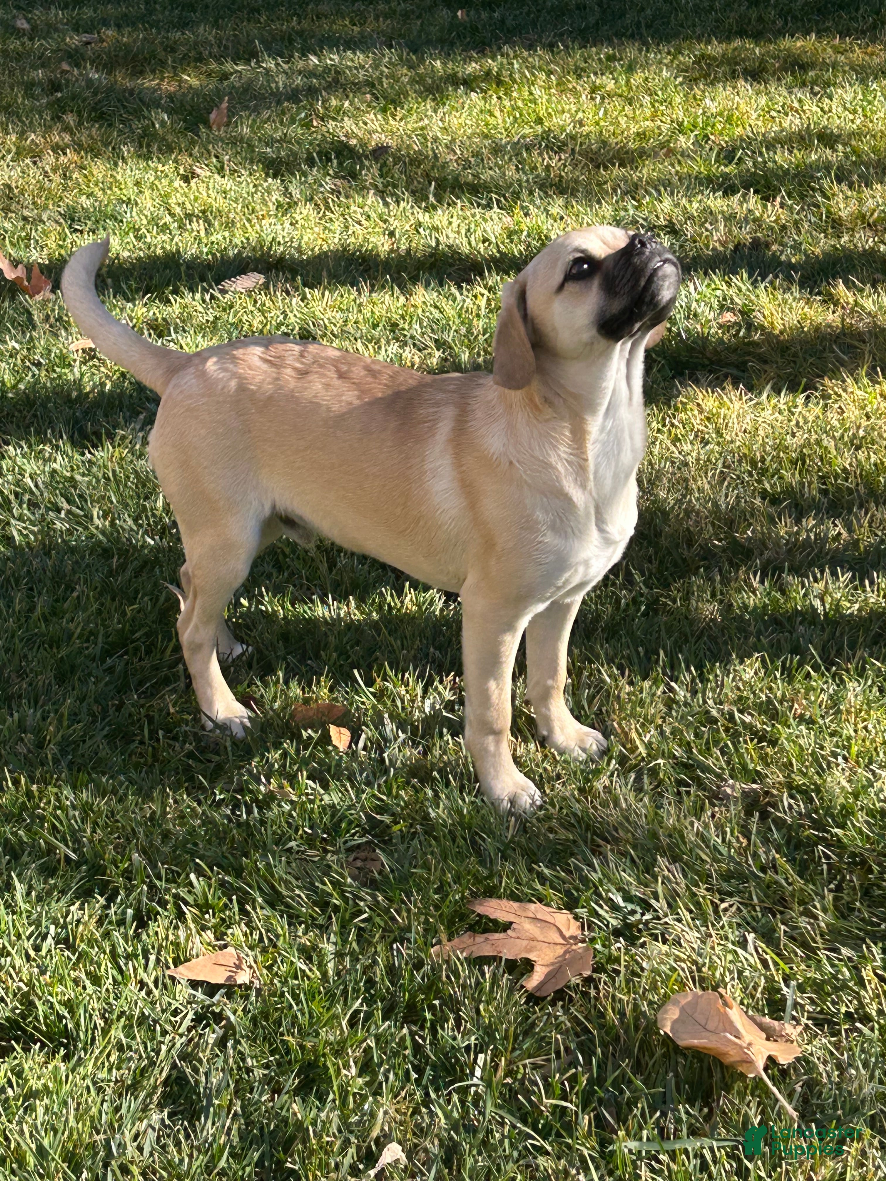 Mixed Breed dogs Mixed Breed Puppy 1 - Ad 1