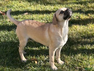 Mixed Breed dogs Mixed Breed Puppy 1 - Ad 12