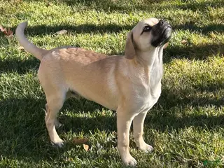 Mixed Breed dogs Mixed Breed Puppy 1 - Ad 4