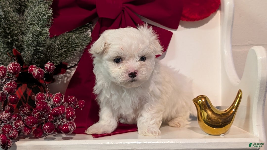Maltese dogs for sale: Kona - Ad 3