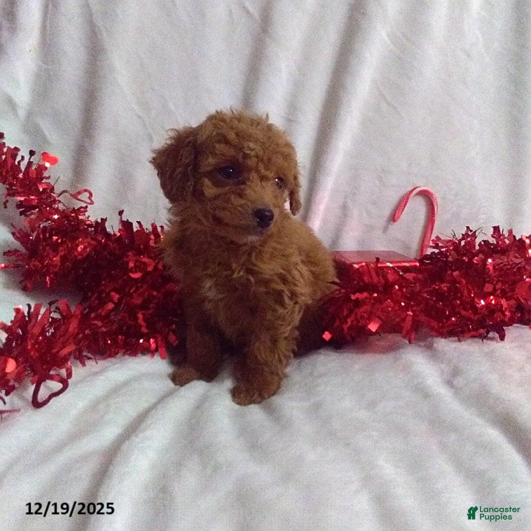 Mini Goldendoodle dogs for sale: Frosty - Ad 3