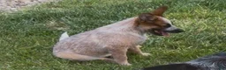 Australian Cattle Dog dogs for sale: Georgie Girl - Ad 21
