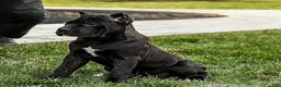 Cane Corso dogs for sale: Molly Cropped Ears - Ad 5
