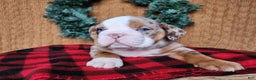 English Bulldog dogs for sale: Frisco - Ad 3