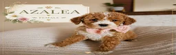 Cavapoo dogs for sale: 🌸 AZALEA F1B Cavapoo Female — $1295 - Ad 1