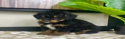 Mini Bernedoodle dogs for sale: Basil - Ad 4