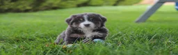 Miniature Australian Shepherd dogs for sale: Buddy - Ad 9